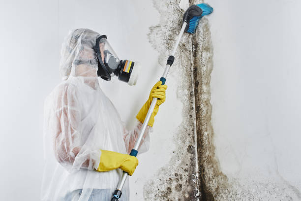 Best Emergency Mold Removal  in USA